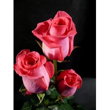 Roses - Ravel